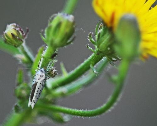 Yponomeuta sp.